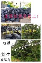 泥炭土
